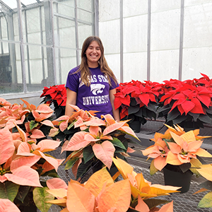 A female college student wears a purple K-State t-shirt and stands behind more than a dozen pink and red poinsettias in a greenhouse. 