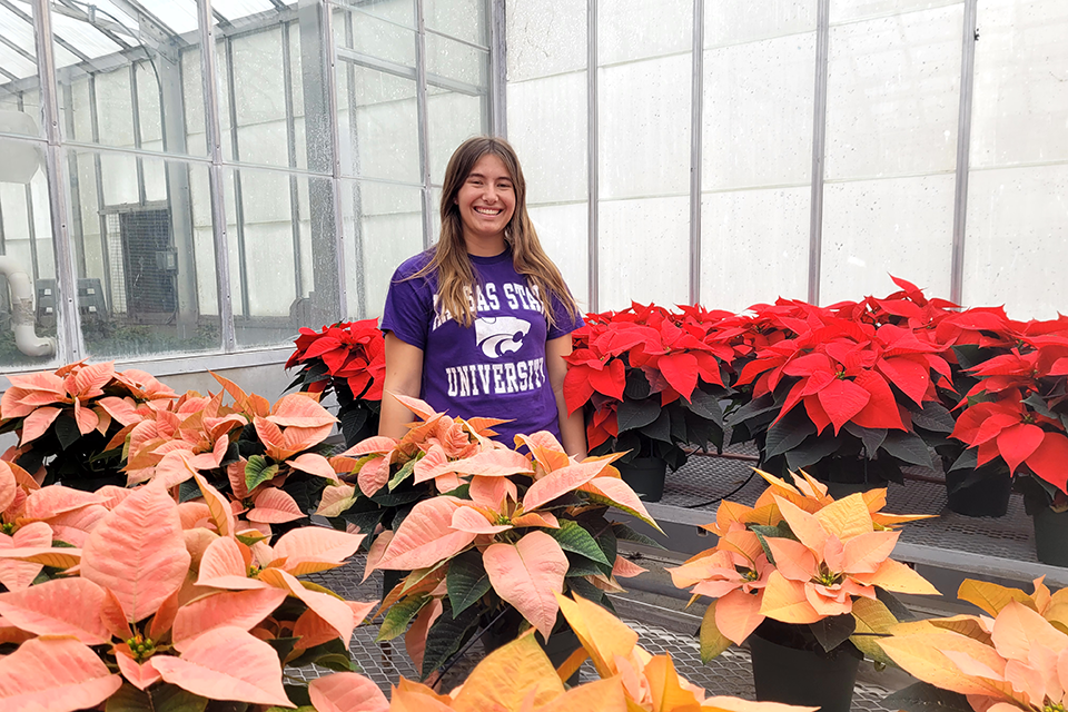 A female college student wears a purple K-State t-shirt and stands behind more than a dozen pink and red poinsettias in a greenhouse. 